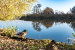 beeskow-angelplatz-mit-enten-an-der-spree.jpg